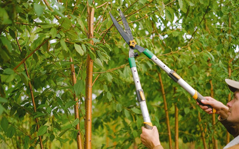 Tree trimming in Saint Nazianz, WI