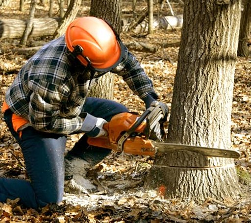 Tree Removal in Saint Nazianz, WI